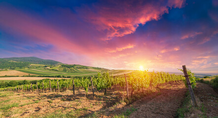 Fototapeta na wymiar Barrel Wineglasses Cheese And Bottle In Vineyard At Sunset . High quality photo