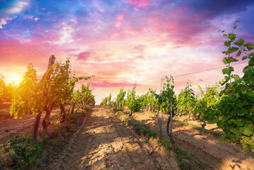 Fototapeta premium Barrel Wineglasses Cheese And Bottle In Vineyard At Sunset . High quality photo