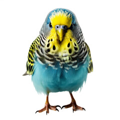 Obraz premium Perruche en transparence, sans background