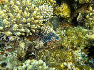 Giant tridacna in the Red Sea coral reef