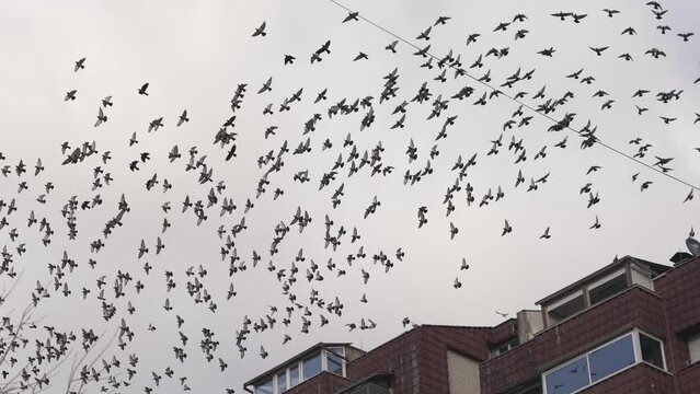 Large flock of pigeon birds take off flying from city building roof, slow motion