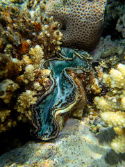 Giant tridacna in the Red Sea coral reef