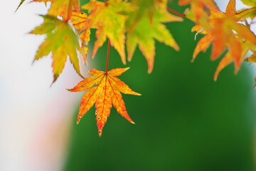 紅葉に透ける
