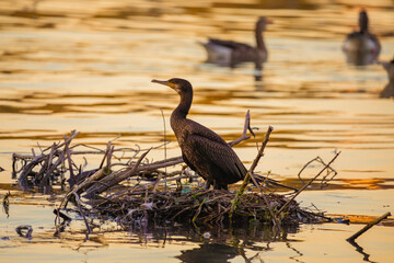 A cormorant at sunset in its nest by the river
