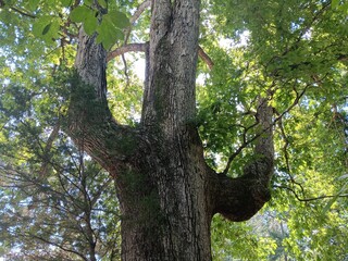 An ancient oak tree