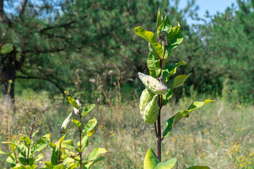 Glade in forest of green pods asclepias syriaca with seeds. Common milkweed plant with textured immature fruits. Follicles of wild syrian milkwort in late summer. Stem and capsule of perennial weed.