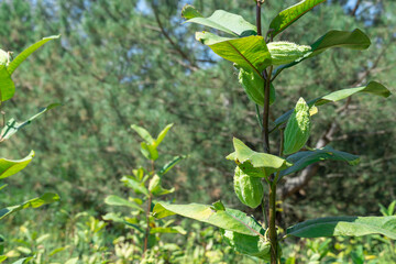 Glade in forest of green pods asclepias syriaca with seeds. Common milkweed plant with textured immature fruits. Follicles of wild syrian milkwort in late summer. Stem and capsule of perennial weed.