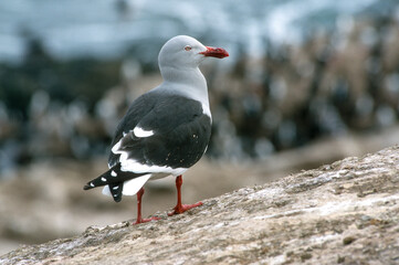 Goéland de Scoresby,.Leucophaeus scoresbii, Dolphin Gull, Iles Falkland, Malouines