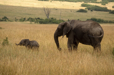 Fototapeta premium Eléphant d'Afrique, Loxodonta africana, Parc national de Masai Mara, Kenya