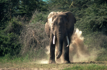 Eléphant d'Afrique, Loxodonta africana, Parc national de Masai Mara, Kenya