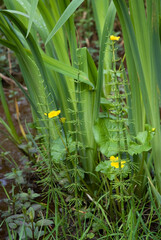 Obraz premium Equisetum fluviatale, Prêle des marais