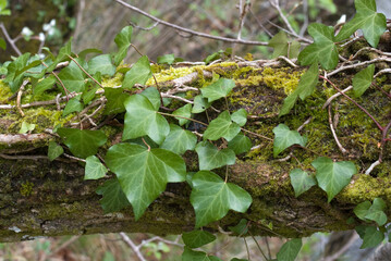 Hedera helix, Lierre