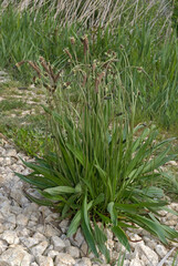 Plantago lanceolata, Plantain lancéolé