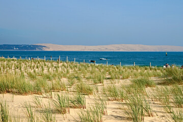 Ammophila arenarie, Oyat, Site protégé, restauration des dunes,. Cap Ferret, Bassin d'Arcachon, 33, Gironde, France
