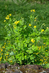Chelidonium majus, Grande chélidoine