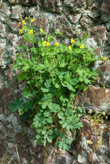 Chelidonium majus, Grande chélidoine