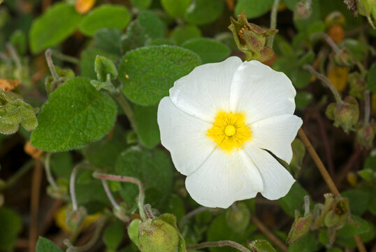 Cistus x hybridus, Cyste &agrave; feuilles de sauge