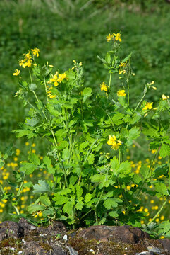 Chelidonium majus, Grande ch&eacute;lidoine