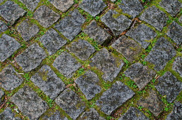 Old cobblestone pavement with green moss