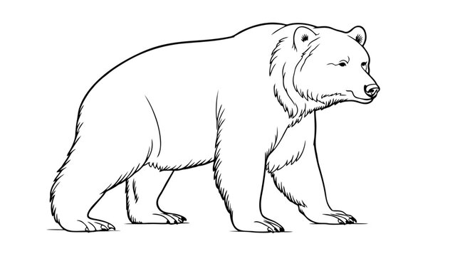 Bear pencil drawing coloring book. Vector illustration