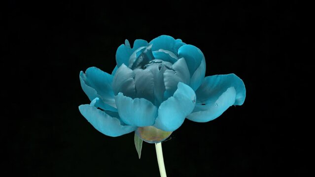 Blue peony blooms on a black background. Time lapse, close-up. Wedding background, Valentine's day concept. Timelapse video 4K UHD.