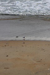 seagulls on the beach