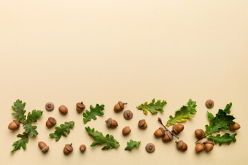 Branch with green oak tree leaves and acorns on colored background, close up top view © sosiukin