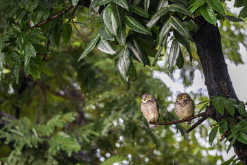 Couple of Spotted owls on branch.
