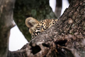 Wild majestic leopard, a big cat, resting in a tree in the Serengeti National Park, Tanzania, Africa
