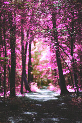 Photo of pink tress in a forest.