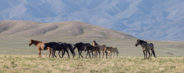 Wild Horses in the Utah Desert in Springtime