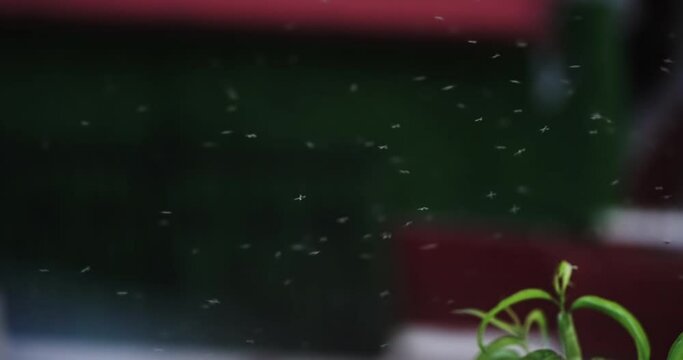 Flock swarm of midges on a blurred background, slow motion