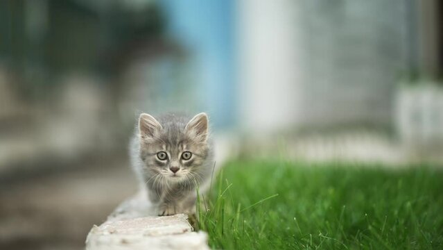 Tobby cat stalking hunter move slow toward camera, slow motion