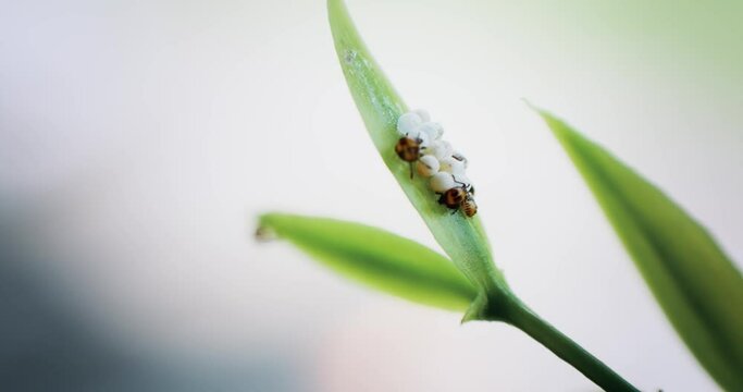 Brown marmorated stink bug eggs and nymph instar hatching from eggs. Invasive Insect control, agriculture and garden pest concept