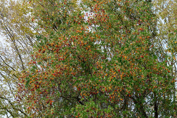 Fototapeta na wymiar Arbutus unedo also known as strawberry tree or Corbezzolo in Italy