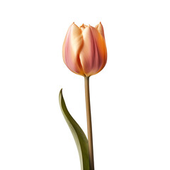 Tulip