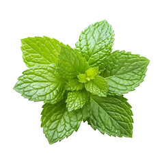 Mint's Freshness - Nature's Aromatic Herb