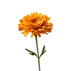 Marigold
