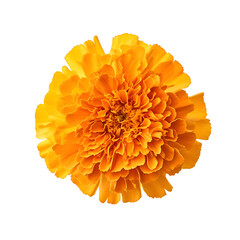 Marigold