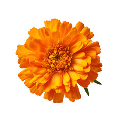 Marigold