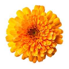 Marigold