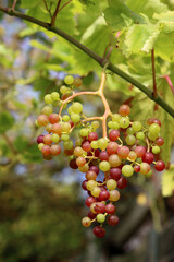 Ripe grapes in the vineyard on a sunny summer day.