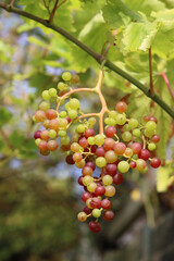 Ripe grapes in the vineyard on a sunny summer day.
