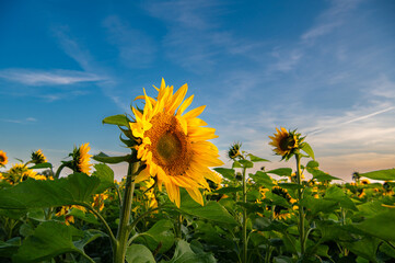 Beautiful view of a field of sunflowers in the light of the setting sun. Yellow sunflower close up. Beautiful summer landscape with sunset and flowers in Mecklenburg-Vorpommern, Germany.