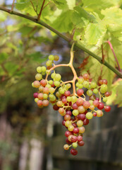 Ripe grapes in the vineyard on a sunny summer day.