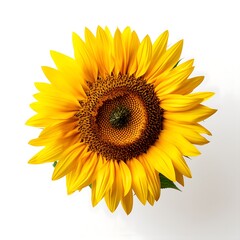 Sunflower - Nature's Bright Blossom
