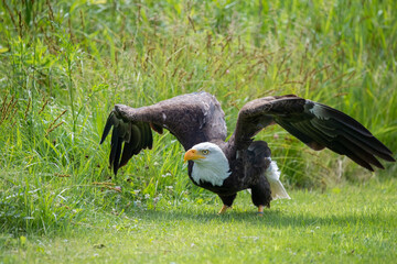 Bald Eagle walking along a path.