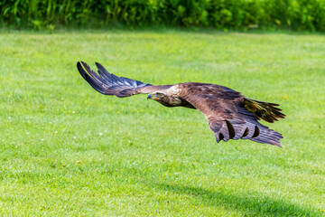 Closeup of Golden Eagle in flight