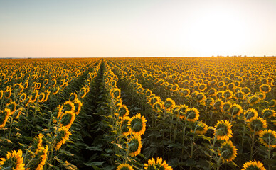 Obraz premium Sunflower field concept landscape photo. aerial view over a big sunflower plantation, farming and agriculture industry.