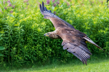 Golden Eagle in flight over a field